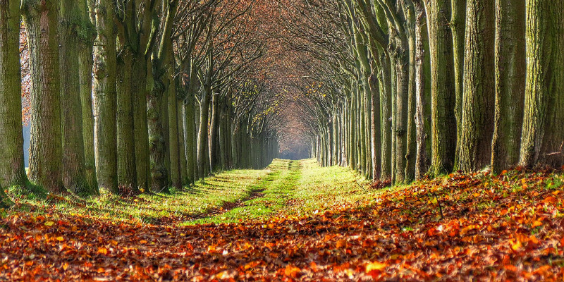 Moss: the Carpet for the Garden of Nature