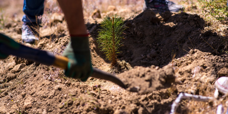 The way to Insert Topsoil to your Flowerbed