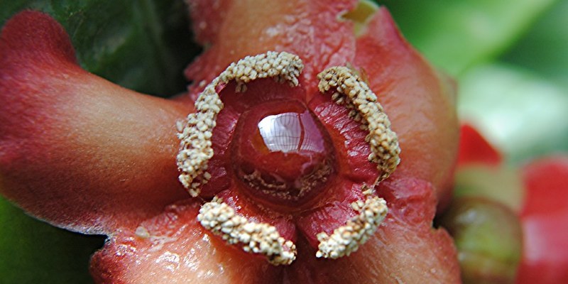 Southeast Gardener's February Checklist