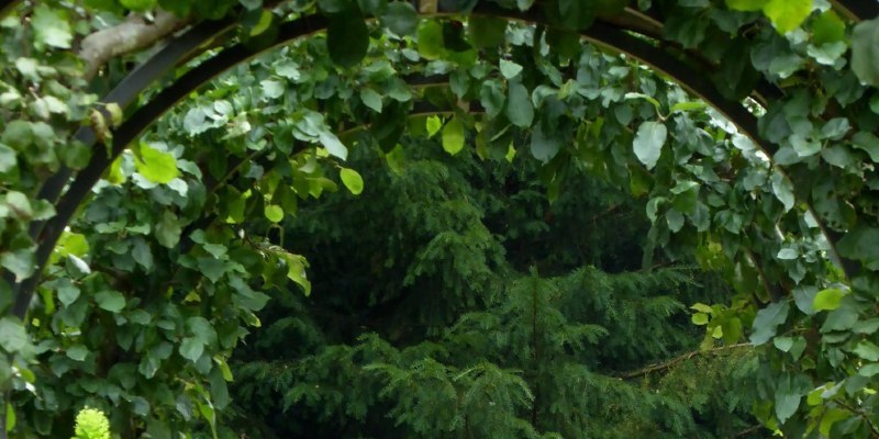 Trailing vs. Erect Blackberries