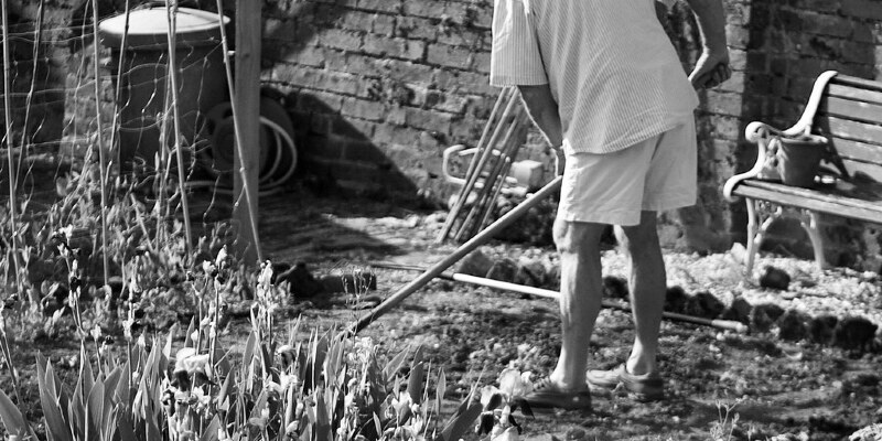 Greenhouse Care to get a Sunflower Seedling