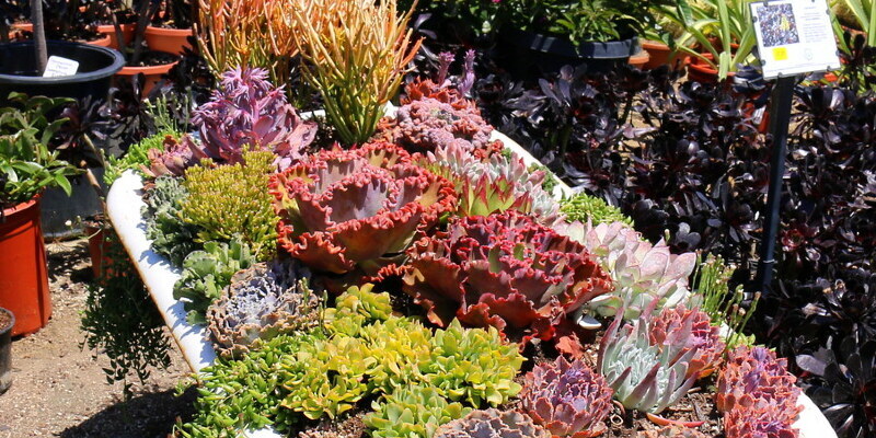 What Colour Is Hardwood Mulch?