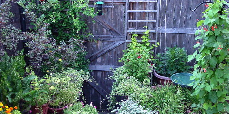 How to Boost a Pear Tree